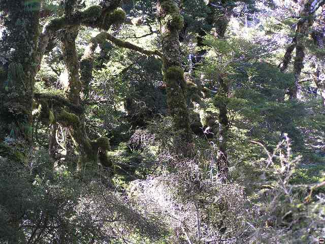 NZ leden-unor 2006 279.jpg